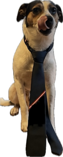 En hund iført et slips med 4. Maj farverne.